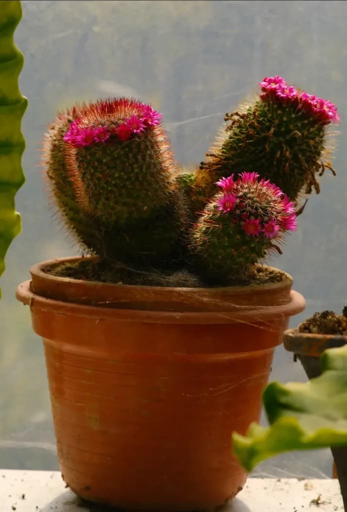 Red headed cactus