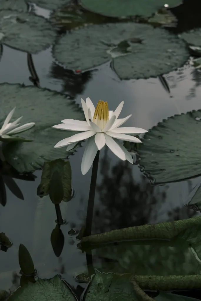 White water lily