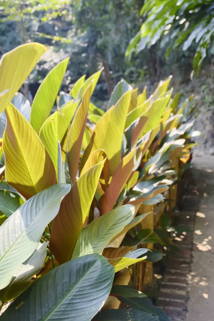 Platanillo de Cuba
