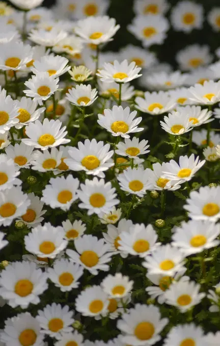 White Daisy
