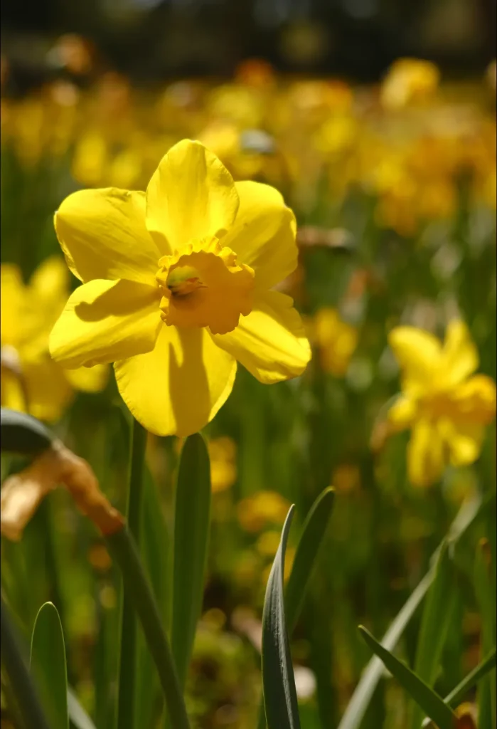 Yellow daffodil