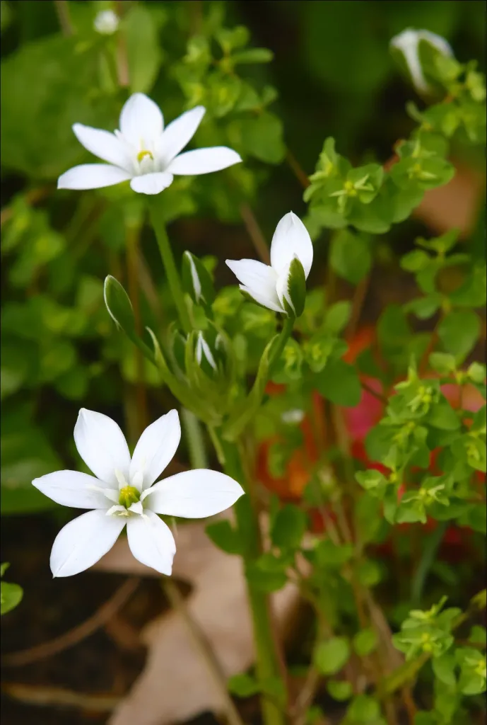 umbeled star-of-bethlehem