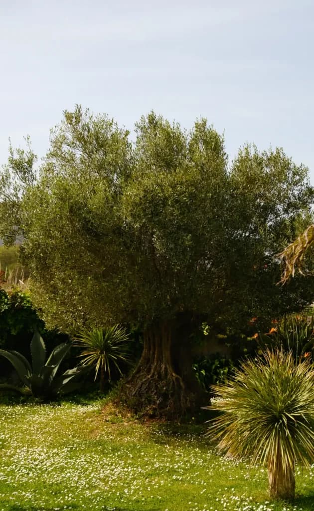 common olive