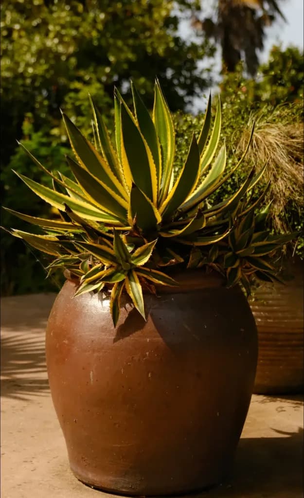 agave amarillo