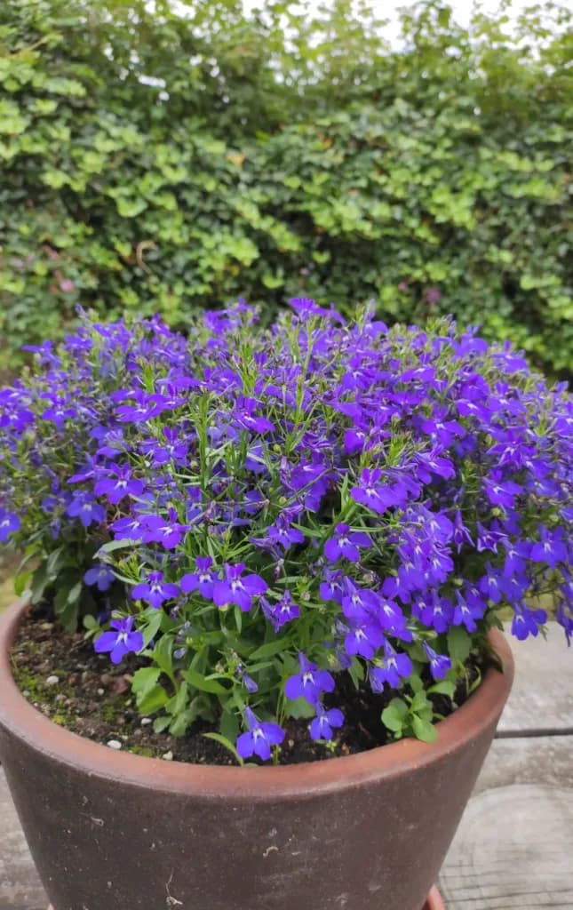Blue Lobelia