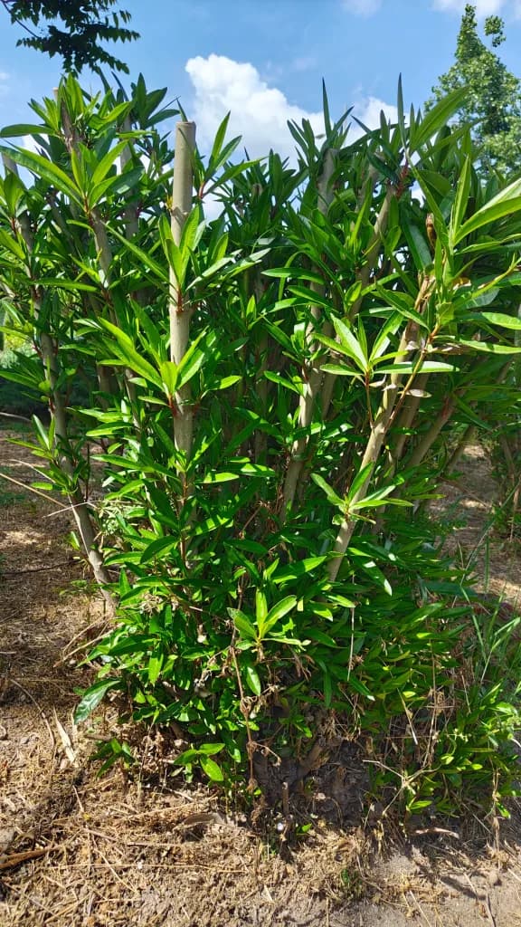 Oleander