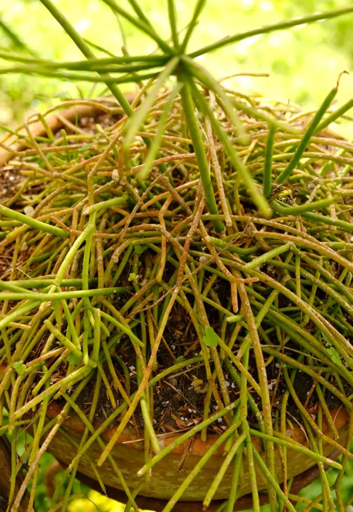 Water stress and nutrient deficiency en Pencil cactus