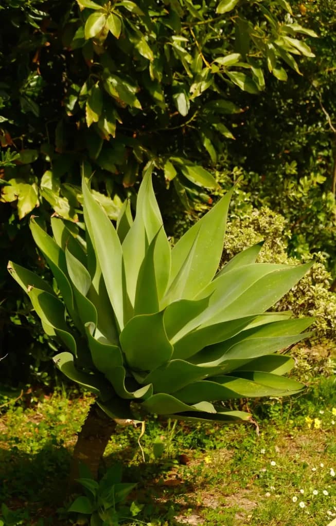 Foxtail Agave