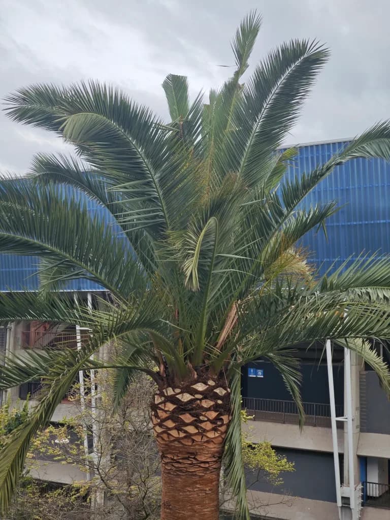 Palmera canaria