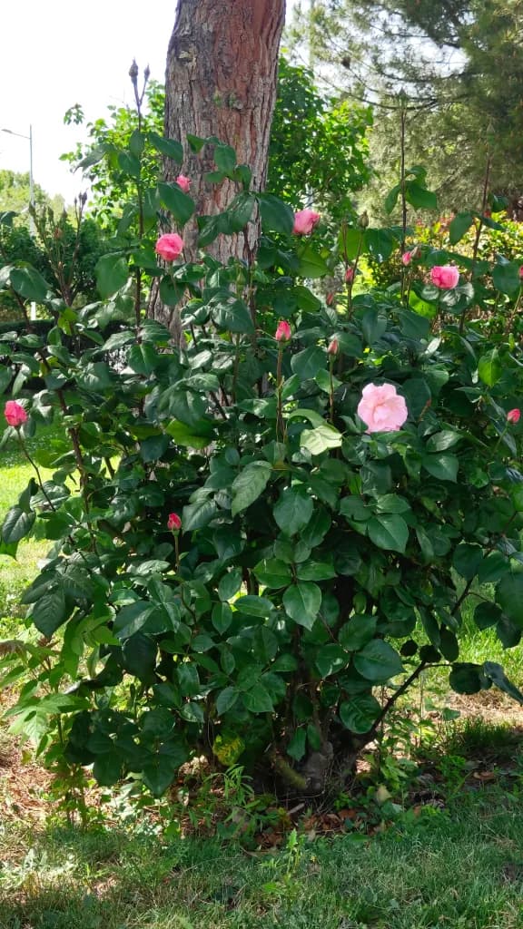 Garden rose