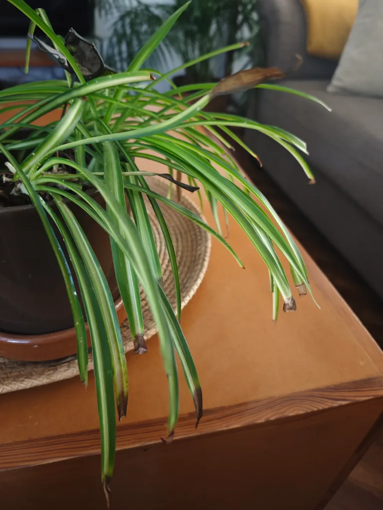 Spider Plant