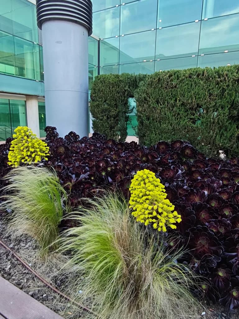 Aeonium negro