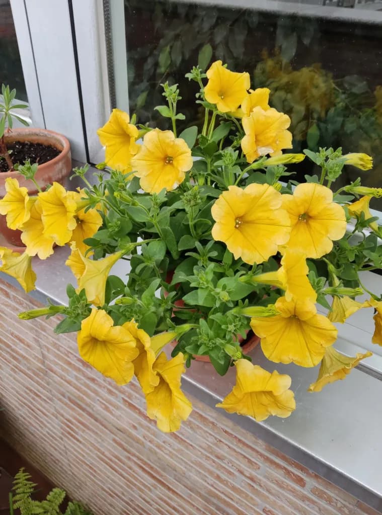 Yellow Petunia
