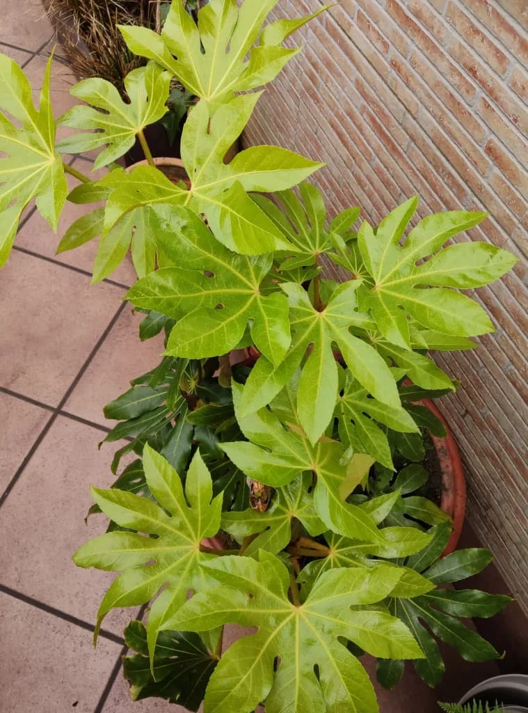 aralia japonesa