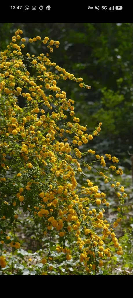 Kerria japonesa