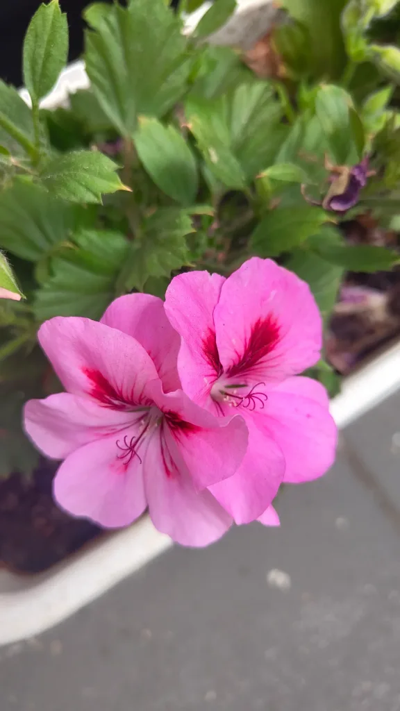 Floral senescence and accumulation of dry debris en Zonal Geranium