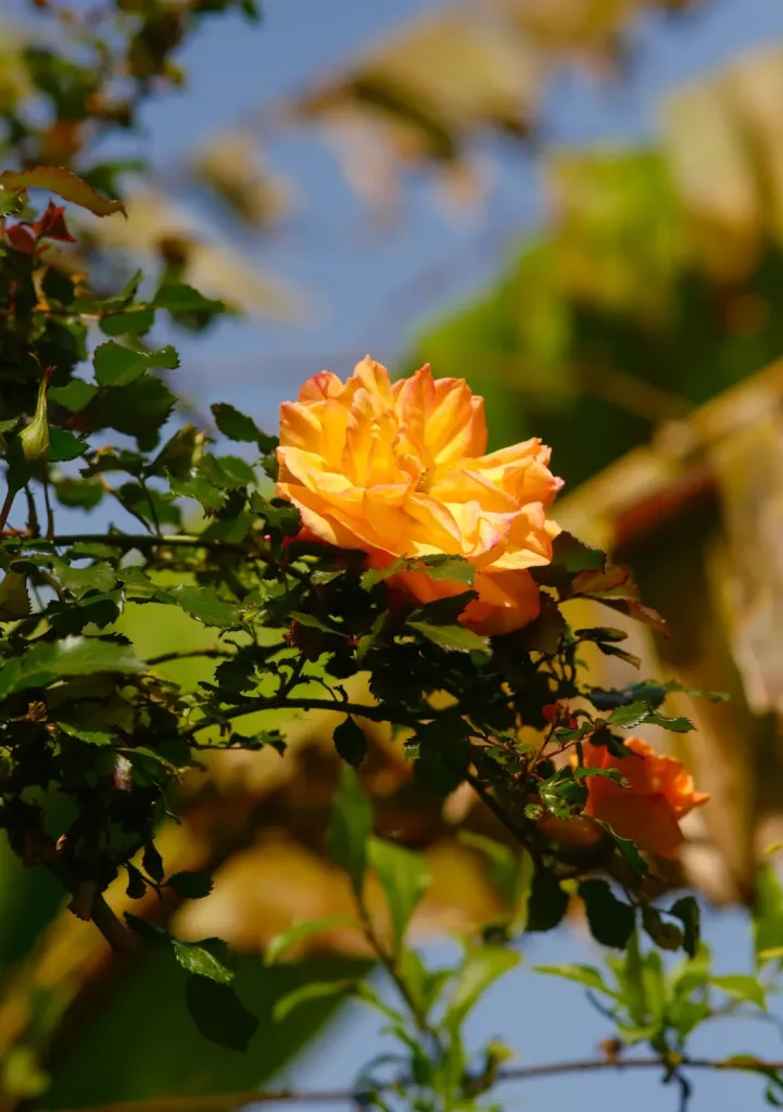 Orange rose
