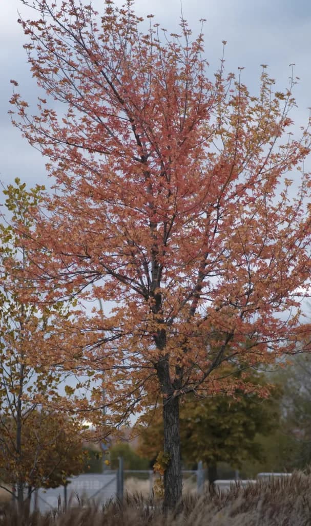 Red maple