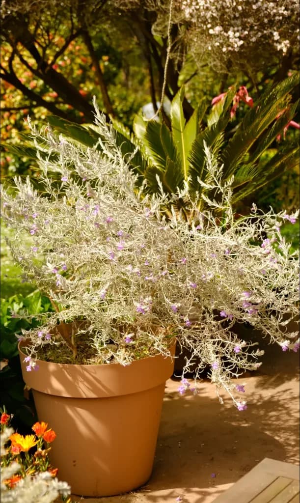 silver eremophila