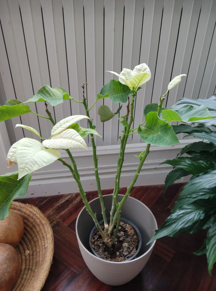 Poinsettia
