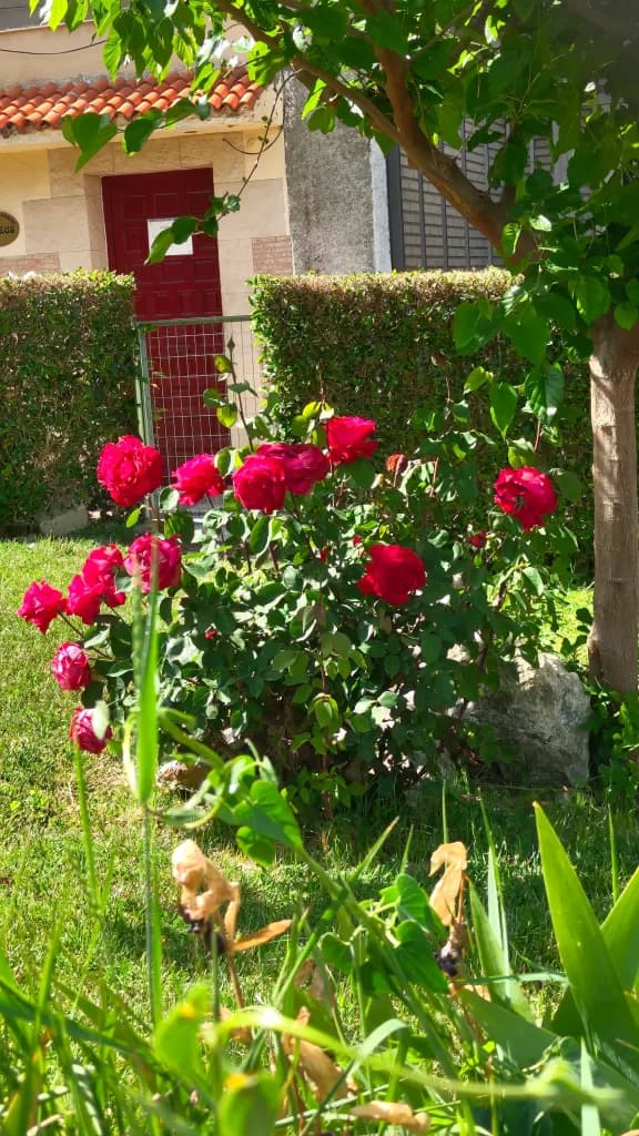 Red rose bush