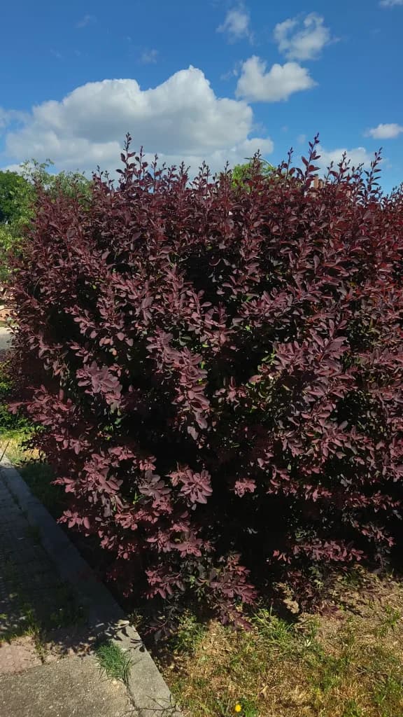 Purple Barberry