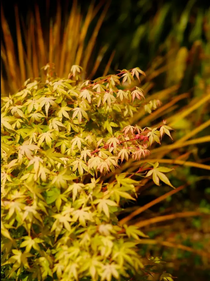 Japanese Maple