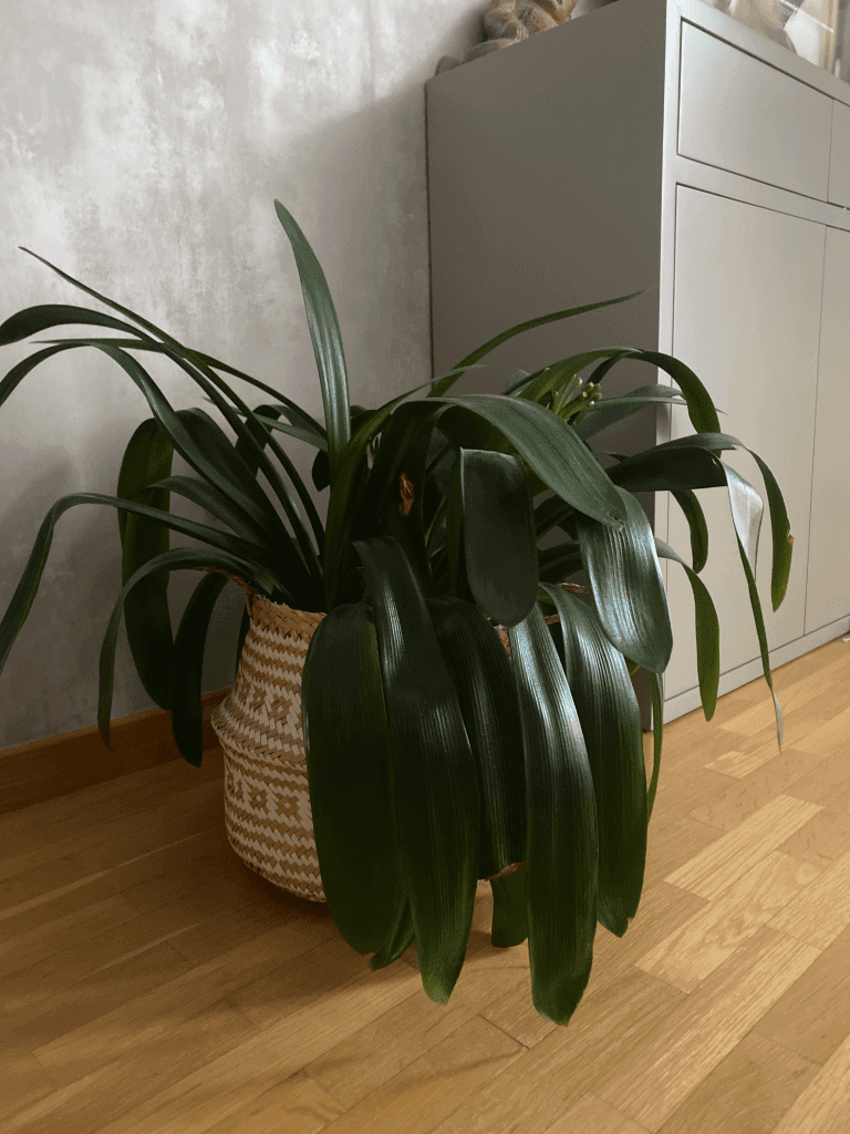 Clivia
