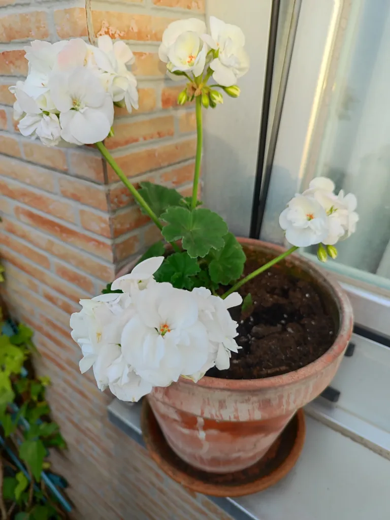 White Geranium
