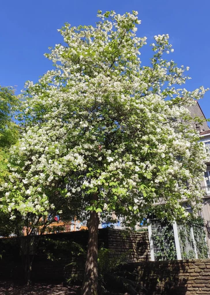 Kousa Dogwood