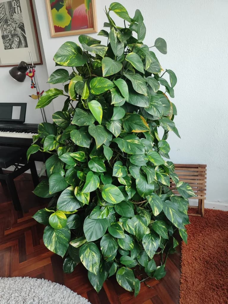 Variegated Pothos