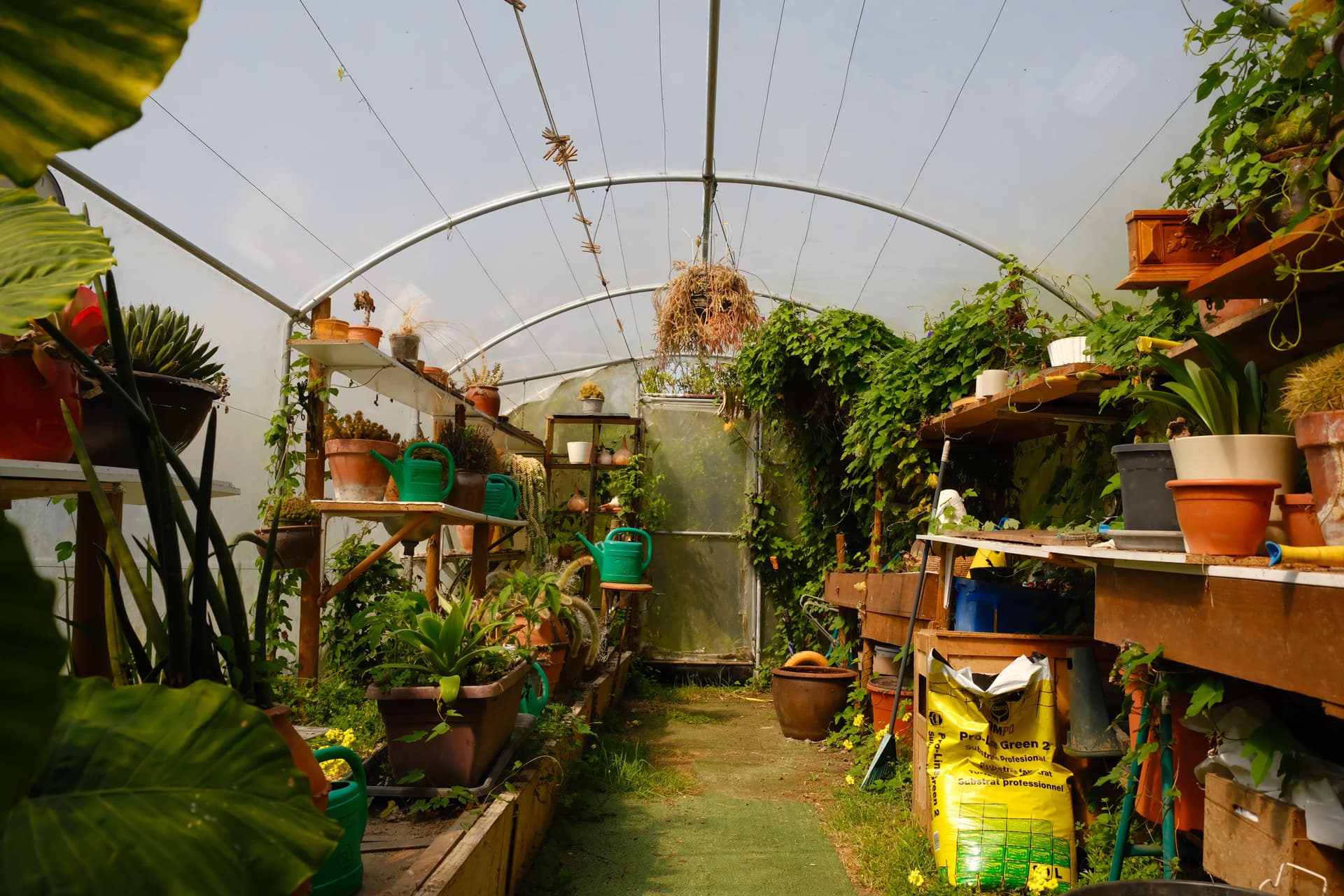 Interior de un invernadero lleno de plantas